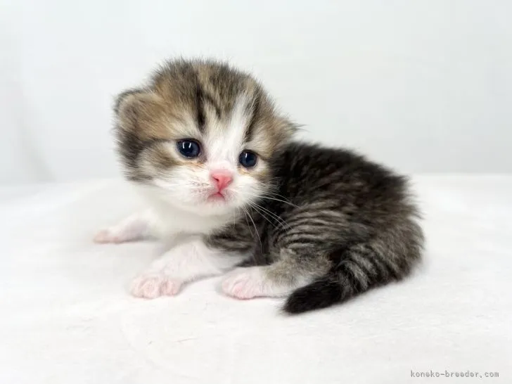 ID:2201-01077の子猫