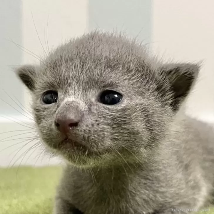 ID:2407-03202の子猫