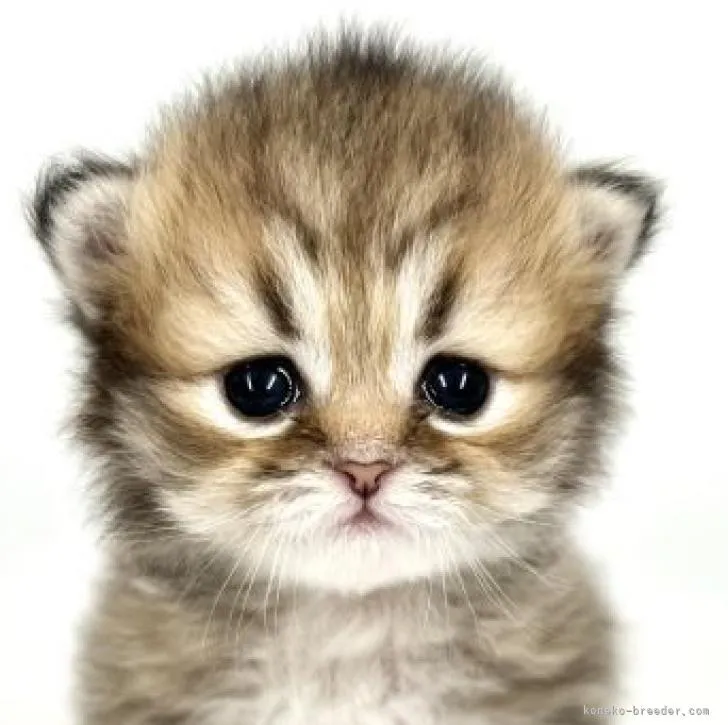 ペルシャ(チンチラ)【東京都・女の子・2022年10月3日・チンチラゴールデン】の写真1「生後19日時撮影」