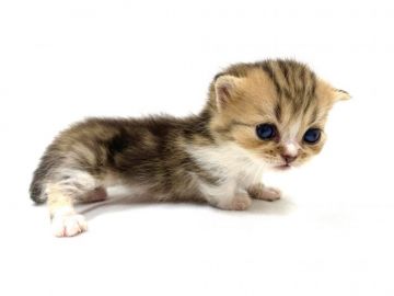 マンチカン(短足)【東京都・女の子・2021年3月23日・キャリコ】の写真「極短足のキャリコちゃん」