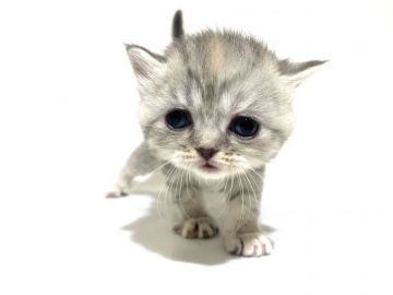 スコティッシュフォールド(立ち耳)【東京都・女の子・2021年2月18日・シルバーマッカレルタビー】の写真「おでこのクリームがかわいい女の子❤️」