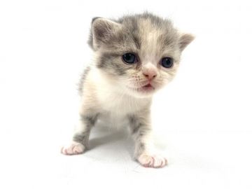 フォールデックス【東京都・女の子・2021年5月15日・ブルーパッチドタビー】の写真「希少種のフォールデックスちゃん💕」