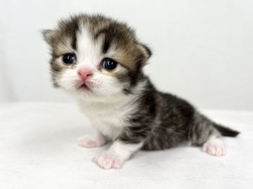 スコティッシュフォールド(折れ耳)【東京都・男の子・2021年12月31日・ブラウンタビー&ホワイト（ロングヘア）】の写真「ママに毛色がそっくりなスコティッシュの男の子🍔」