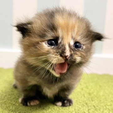マンチカン(短足)【東京都・女の子・2024年3月6日・トーティー（ロングヘア）】の写真「ママそっくり短足マンチカンの女の子」