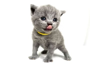 ブリティッシュショートヘア【東京都・男の子・2022年3月30日・ブルー（ダブルコート）】の写真「パパ似の男の子」