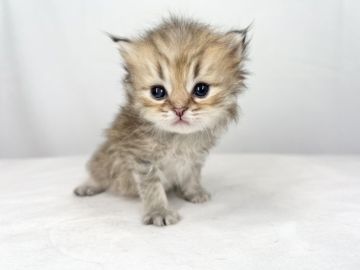 ペルシャ(チンチラ)【東京都・男の子・2022年3月2日・チンチラゴールデン】の写真「一度は飼ってみたい猫の王様」