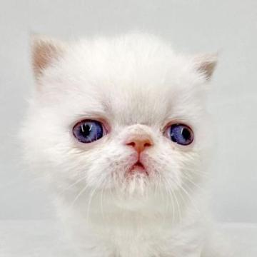 エキゾチックショートヘア【東京都・男の子・2022年12月14日・クリームポイント（ショートヘア）】の写真「パパにそっくりなポイントカラーの男の子☀️」