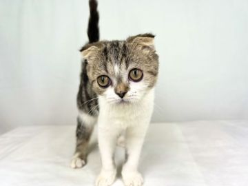 ミヌエット(長足)【東京都・男の子・2022年1月4日・ブラウンタビー&ホワイト（耳折れ）】の写真「ママに顔が似た耳折れミヌエット君！」