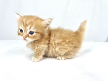 マンチカン(短足)【東京都・男の子・2022年3月19日・レッドタビー（ロングヘア）】の写真「ロングヘアのレッドカラーが可愛い短足の男の子」