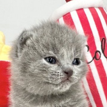 ブリティッシュショートヘア【東京都・女の子・2023年5月18日・ブルー（ダブルコート）】の写真「おしゃべり大好きな女の子」