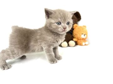 ブリティッシュショートヘア【東京都・男の子・2022年2月17日・ライラック(希少カラー)（ダブルコート）】の写真「希少カラーのライラック色が可愛さ1億点！」