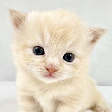 マンチカン(短足)【東京都・男の子・2022年11月28日・レッドセピアタビーかクリームセピアタビー（ロングヘア）】の写真「スーパーレアカラーの短足マンチカン君🍔」