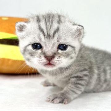 スコティッシュフォールド(立ち耳)【東京都・男の子・2022年6月19日・シルバータビー】の写真「ママとおんなじシルバータビーが可愛いブリスコ君」