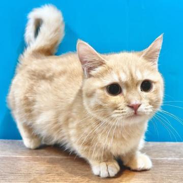 マンチカン(短足)【東京都・男の子・2022年3月19日・レッドタビー】の写真「レッドカラーが可愛い短足マンチの男の子（๑>◡<๑」