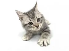 アメリカンショートヘア【東京都・男の子・2021年2月13日・シルバークラシックタビー】の写真1「生後66日時撮影」