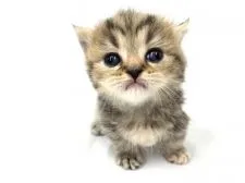 マンチカン(短足)【東京都・女の子・2021年3月23日・ブラウンクラシックタビー】の写真2「生後22日撮影」