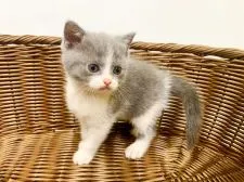 ブリティッシュショートヘア【東京都・女の子・2021年2月21日・ブルー&ホワイト(ハチワレ)】の写真2「生後36日撮影」