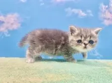 フォールデックス【東京都・女の子・2020年11月5日・ダイリュートキャリコ】の写真2「宣材写真第二弾☀️」