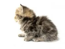 マンチカン(短足)【東京都・女の子・2021年3月23日・ブラウンクラシックタビー】の写真4「生後22日撮影」