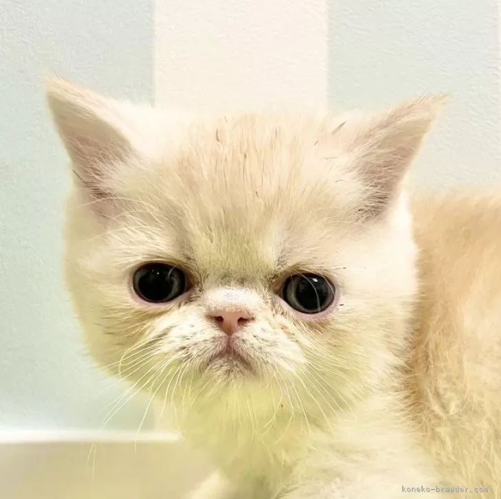 ID：2508-02272の子猫