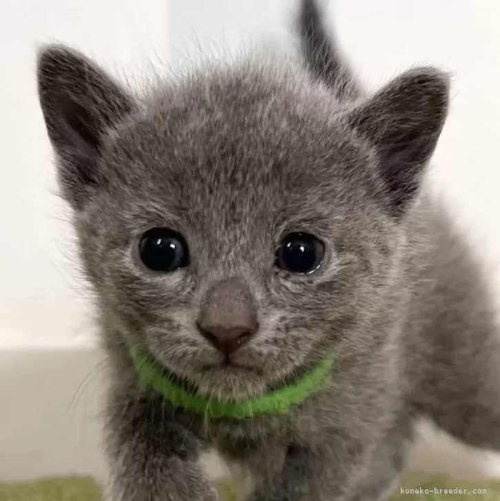 ID:2503-00126の子猫
