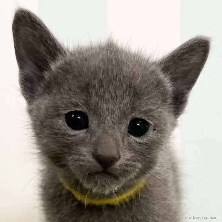 ID：2503-00129の子猫