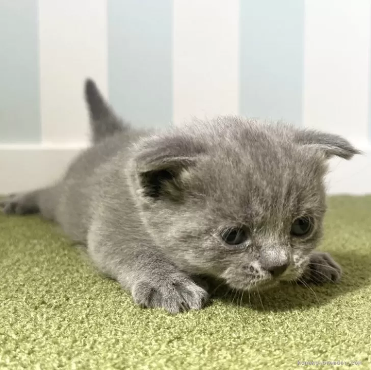 ID：2503-02921の子猫