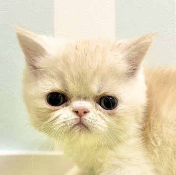 エキゾチックショートヘア【東京都・男の子・2025年7月28日・カメオタビー&ホワイト】の写真「むっちりコロコロ🍔♡」