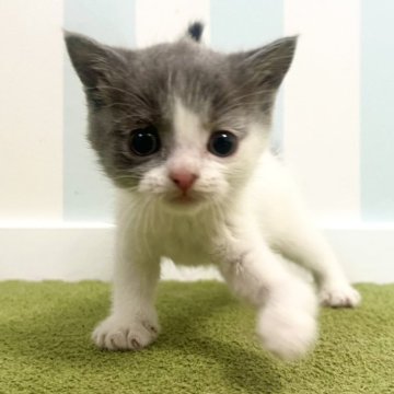 ブリティッシュショートヘア【東京都・女の子・2025年10月2日・ブルー&ホワイト】の写真「甘えん坊な女の子🍔」