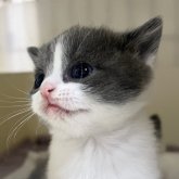 ブリティッシュショートヘア