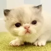 エキゾチックショートヘア