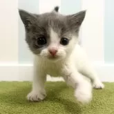 ブリティッシュショートヘア