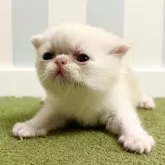 エキゾチックショートヘア【東京都・男の子・2025年7月28日・クリームポイント&ホワイト】の写真3