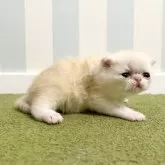 エキゾチックショートヘア【東京都・男の子・2025年7月28日・クリームポイント&ホワイト】の写真5