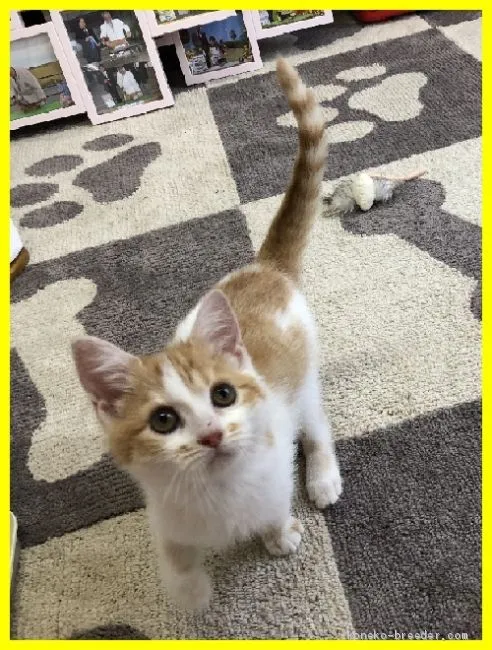 ID：2006-00134の子猫