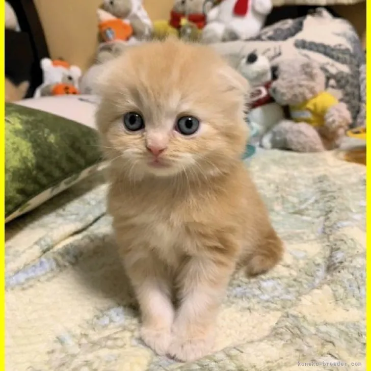 ID:2311-00976の子猫