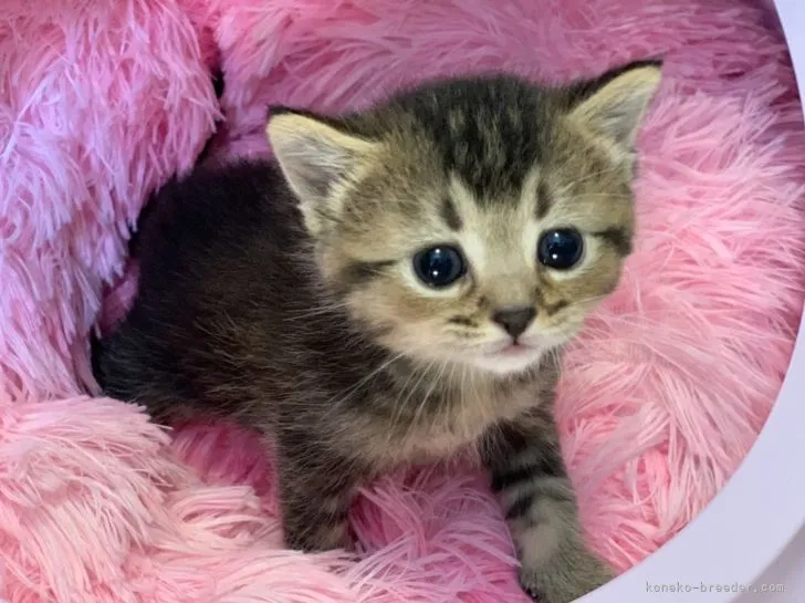 ID:2203-01661の子猫