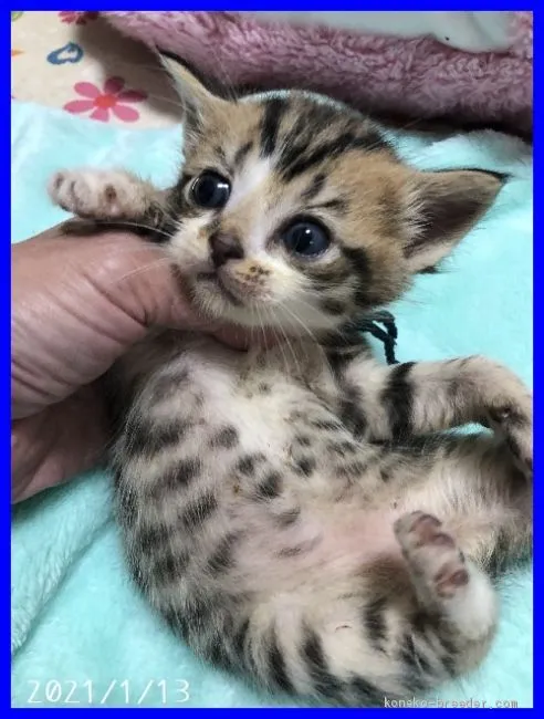 ID：2101-01041の子猫