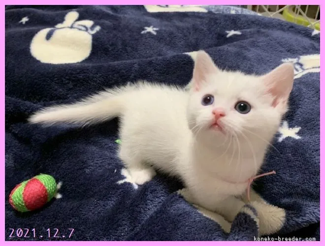 ID：2111-01767の子猫