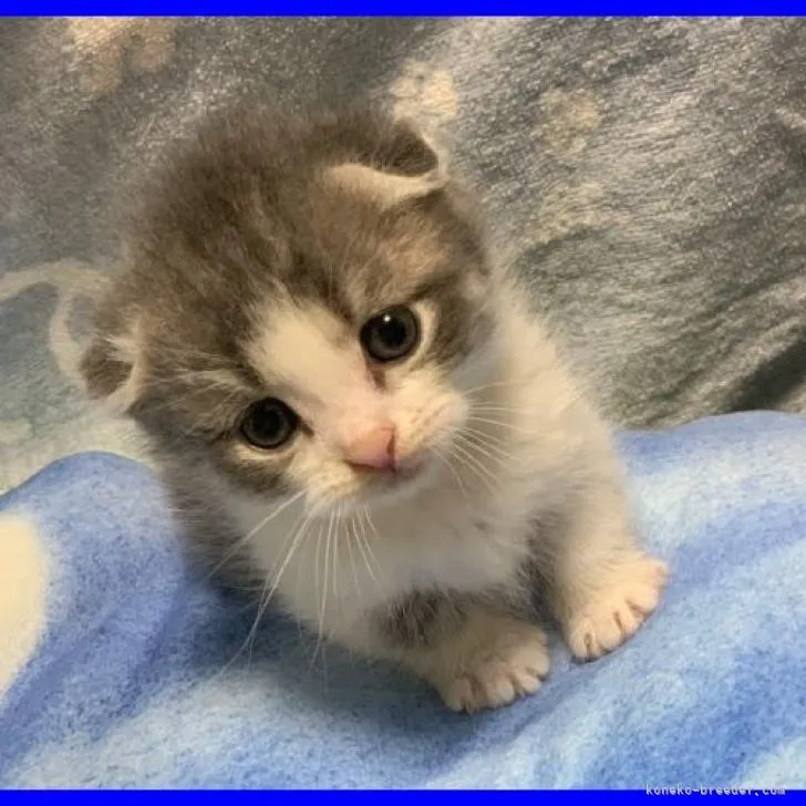 ID:2209-02517の子猫