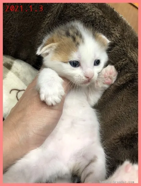 ID:2101-00023の子猫