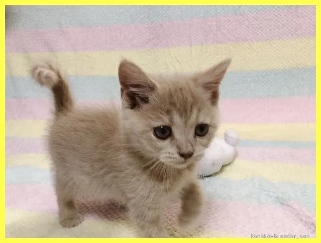 ID：2004-02194の子猫