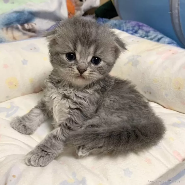 ID：2406-01041の子猫