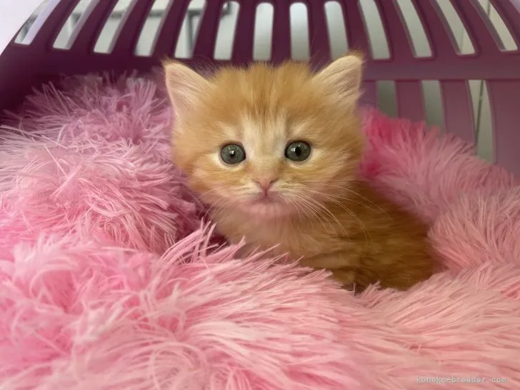 ID：2203-01652の子猫