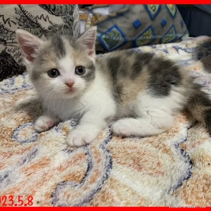 ID：2304-02239の子猫