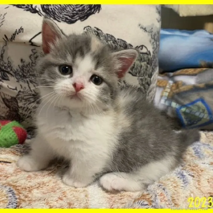 ID：2304-02238の子猫