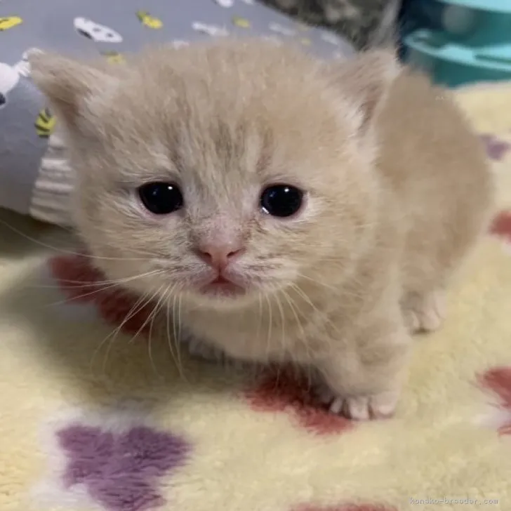 ID：2310-00779の子猫