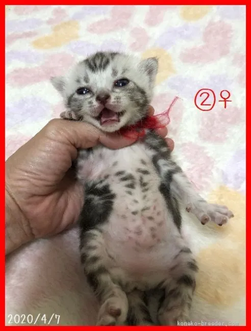 ID:2004-00572の子猫