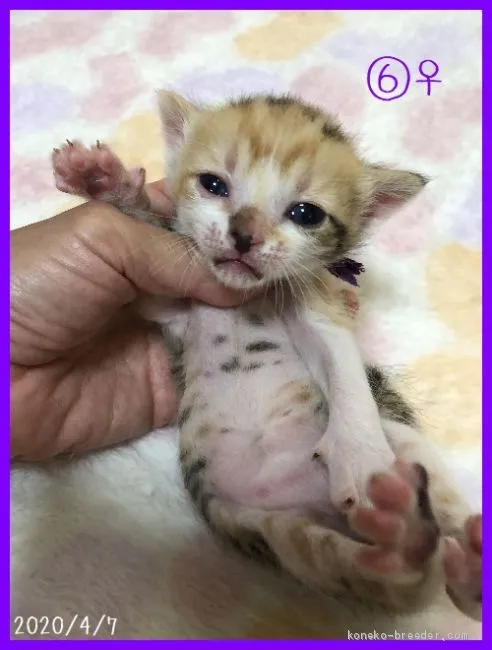 ID:2004-00575の子猫