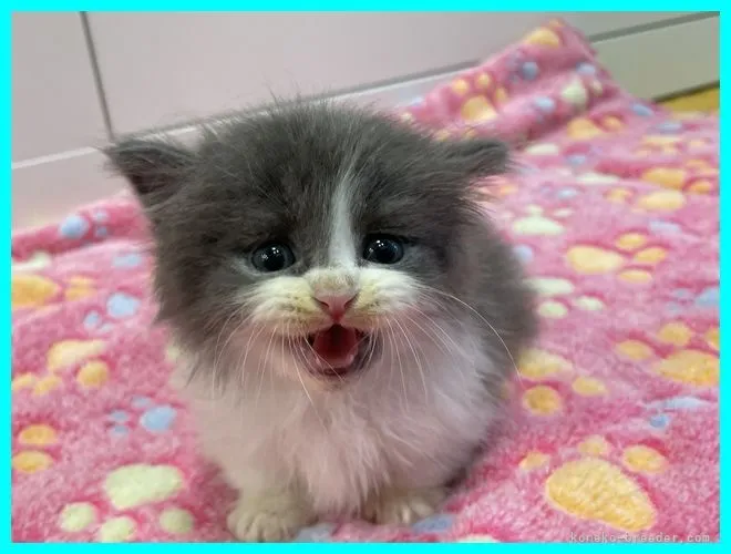 ID:2109-01745の子猫